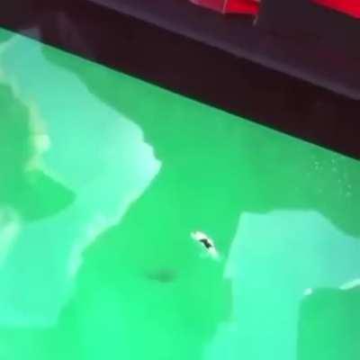 When you realize a drone almost captured your death...