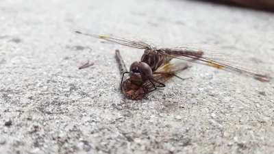 Apparently dragonflies eat other dragonflies?