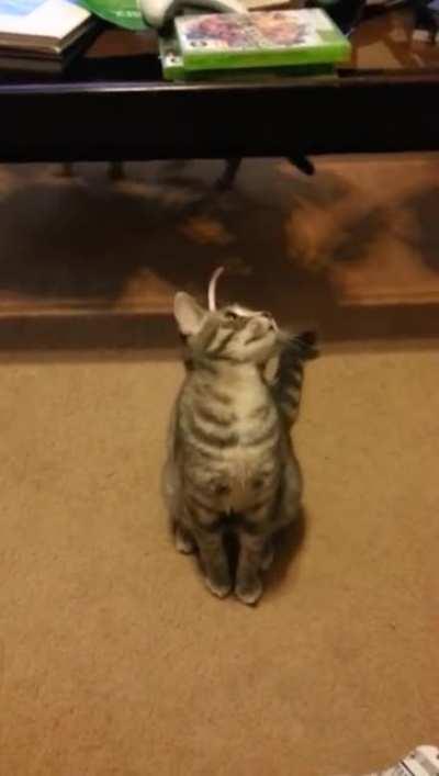 There's a bug flying around here somewhere, I swear.