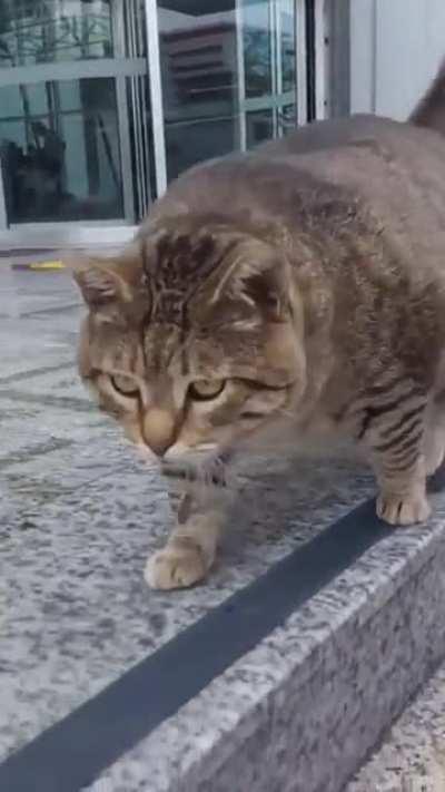 Absolute unit of a cat