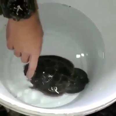 Каракатица