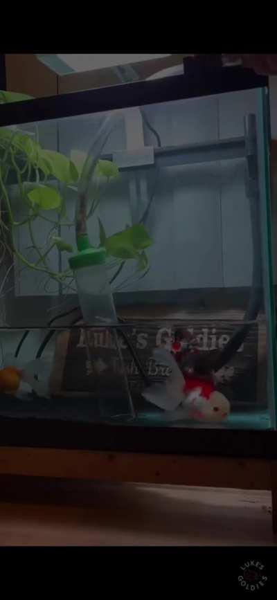 Mr. French Fry gets attacked by the hose