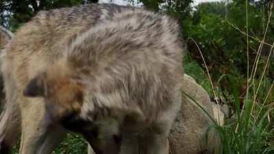 The Watermelon party went well (Wolf Park, IN)