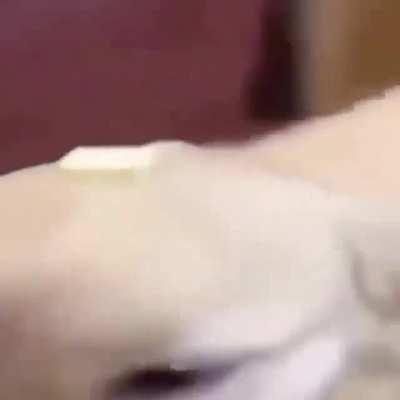 Whats your opinion on Dog With Du Buttor On