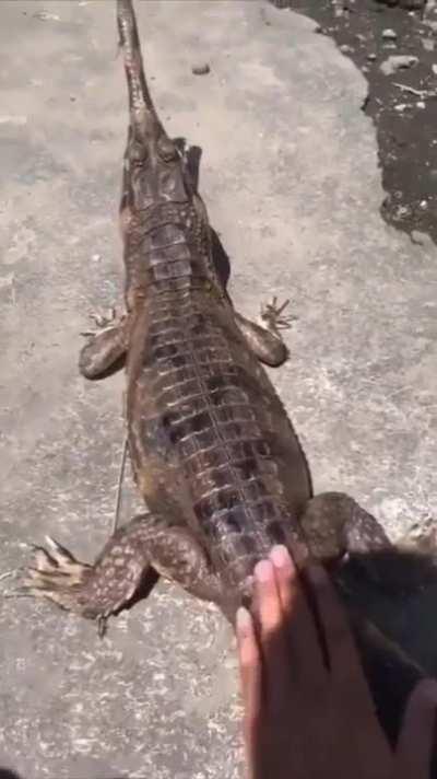 WCGW trying to pet a wild animal