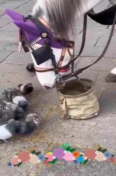 Horse shares his feed with the pigeons..