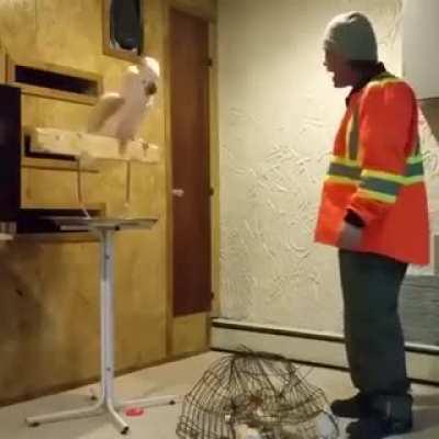 Parrot goes berserk on a man who stepped on its cage