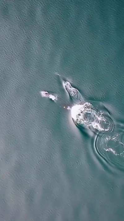 Ocean teamwork goals 🐬