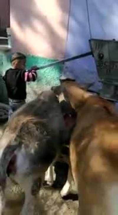 Sanghi gau Sevak kid