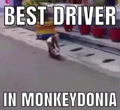 Average Monkeydonian driver:
