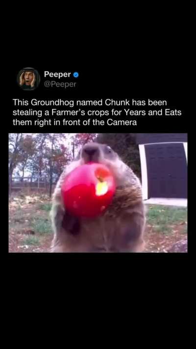 This groundhog has been stealing a farmer’s crops for years—and casually eats them on camera”