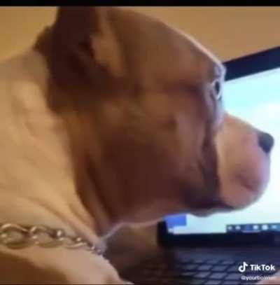 dog doing the homework fo today