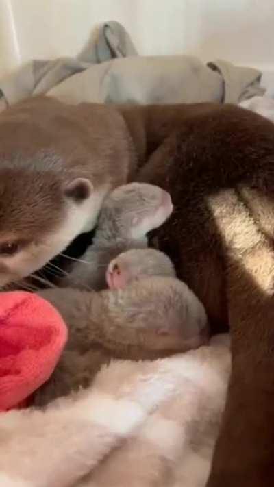 otterly cute