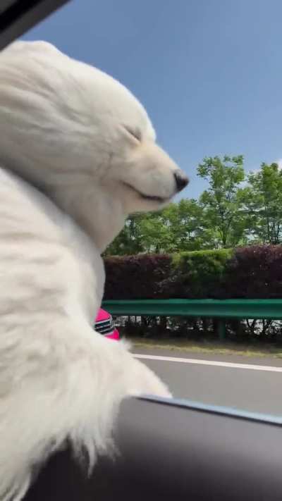 I have a polar bear in my car.