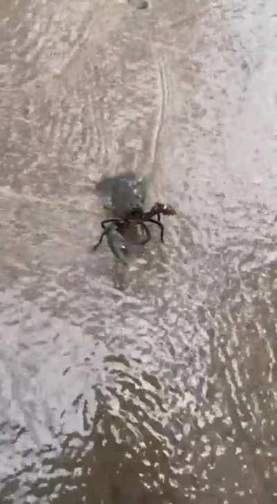 In Australia, even the Crayfish wants to fight you