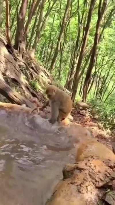 Mother monkey bathing her baby in the Stream(River)