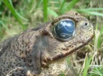 Toad with parasites in its eyeballs