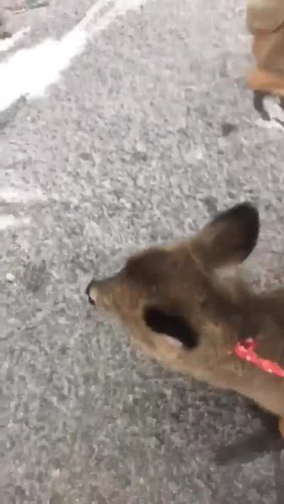crUel man Drags deER FoR SLAugHter