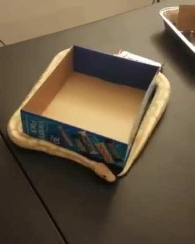 Python is mired in an endless cycle.