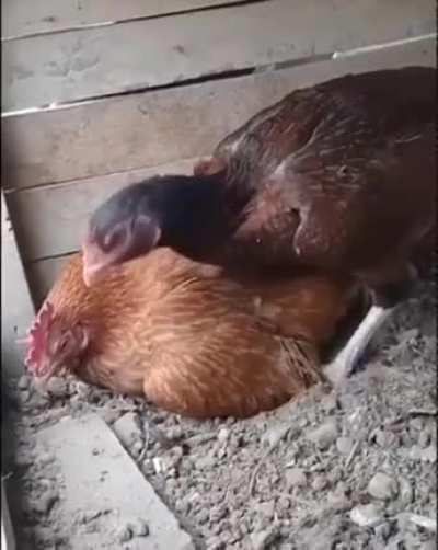 Instructions unclear. Sat next to egg.