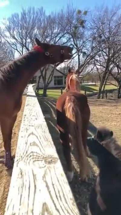 Just hold your horses✋🐴