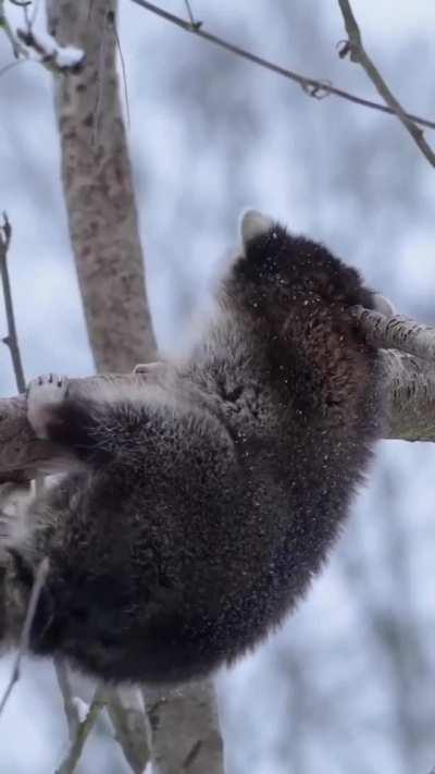 That tail tuck at the end is just so precious...