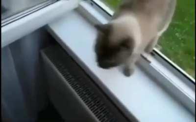 Cat looks like levitated to the window