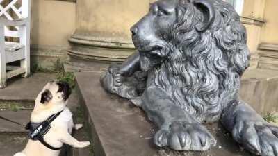 Must bork at giant kitty.