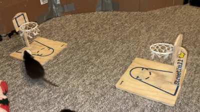 My smol dwarf rats Jellybean (black) and Toast (black and white) playing vs basketball together!