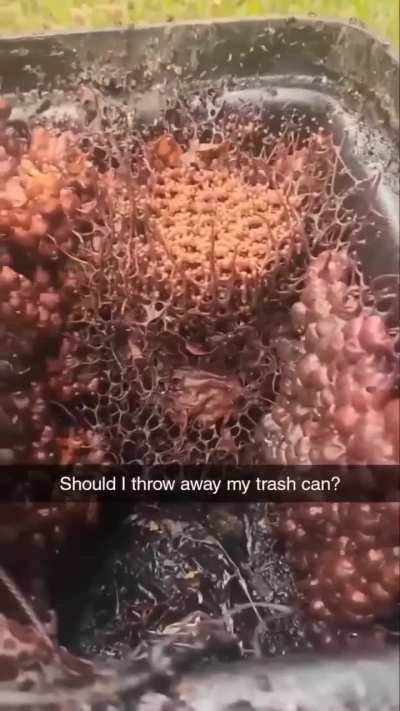 Vulture bees, also known as carrion bees, are a small group of stingless South American bees that eat rotting meat instead of pollen.