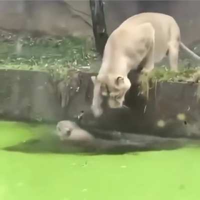 A lion pushes her cub without knowing it is water