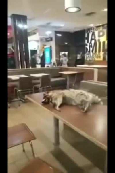 Homeless man brings dead racoon inside a Mcdonald's