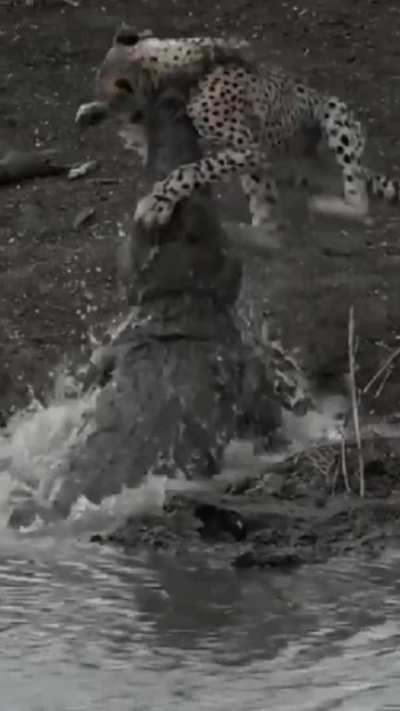 Crocodile Catches Cheetah.