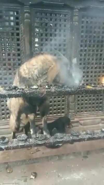 Goat inhaling and exhaling smoke