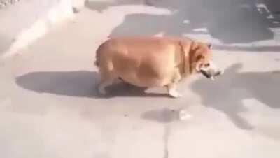 N sei se devo rir, achar fofo ou sentir pena