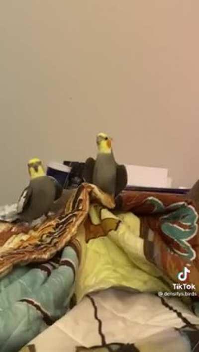 My Future wedding singers