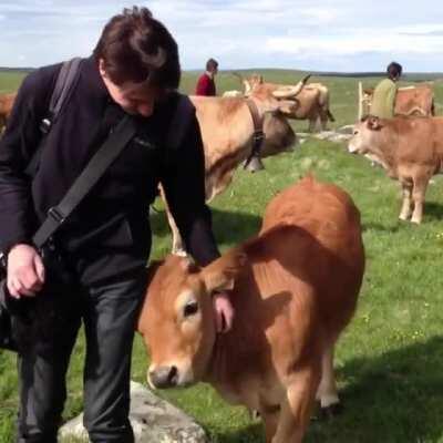 A friendly cow who just wants to be pet!