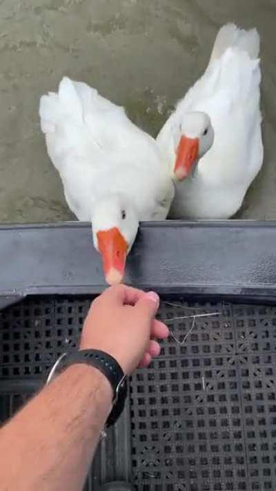 Geese are thugs. I thought they wanted to be mates, but all they did was bite me and laugh.