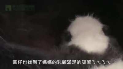 Baby Panda Meeting Mom For The First Time