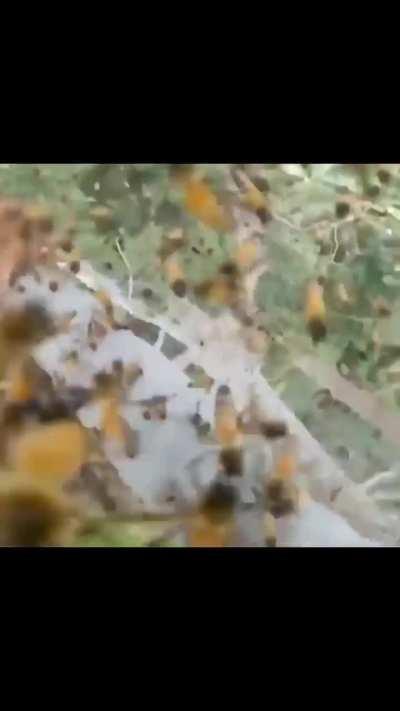 Jump or get stung, what would you you choose?