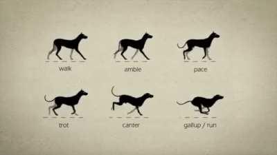 How dogs move