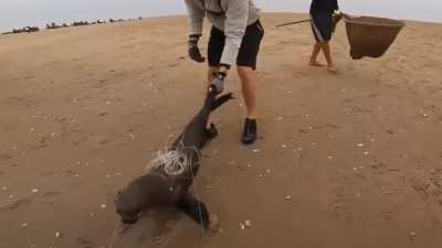 people save sea lions