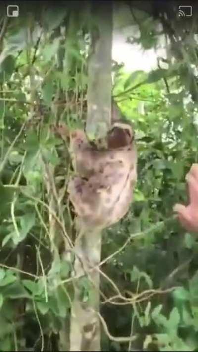 This man rescued a sloth, and the sloth just thanked him with a smile...