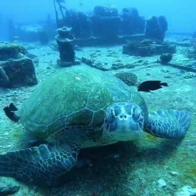 🔥 Turtle chilling on the floor while fish clean its shell!