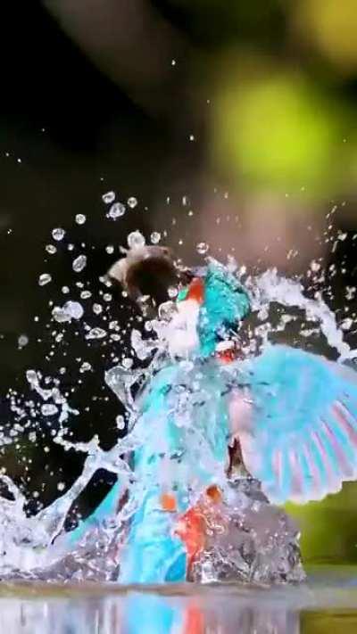 A beautiful kingfisher and a beautiful shot