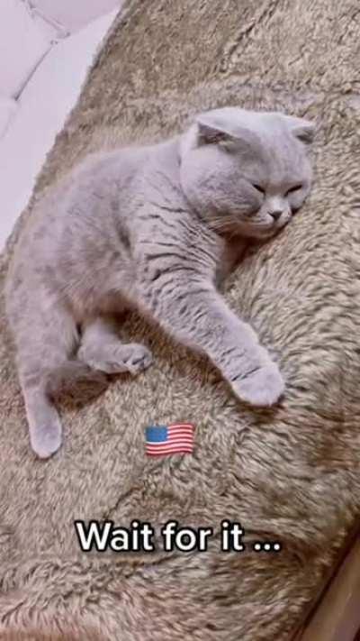 Racis American cat 😡😫😔