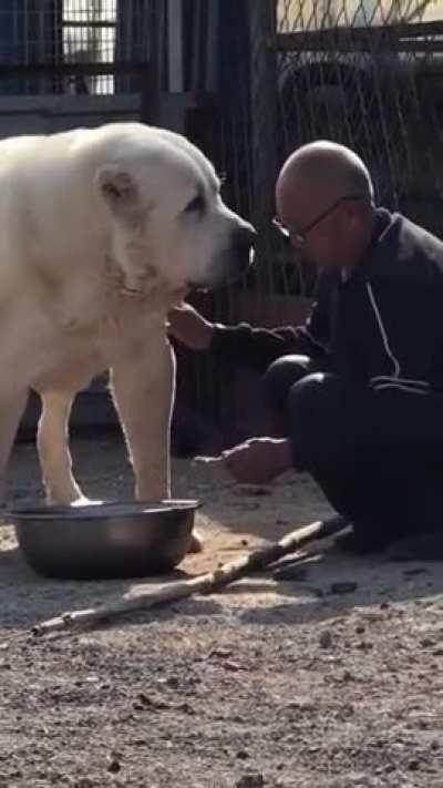 Have you ever seen a Huge Dog before?