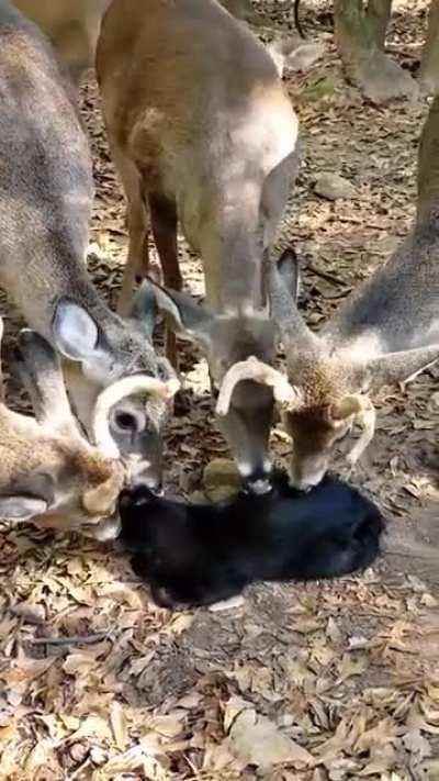 kITty gOt EAtEN ALIVE by STaRviNG ZOmBiE dEerS