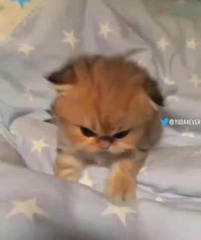 Itty bitty angry biscuits.