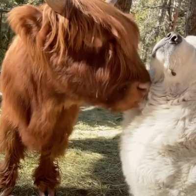 Cow wants the dogs to pet it